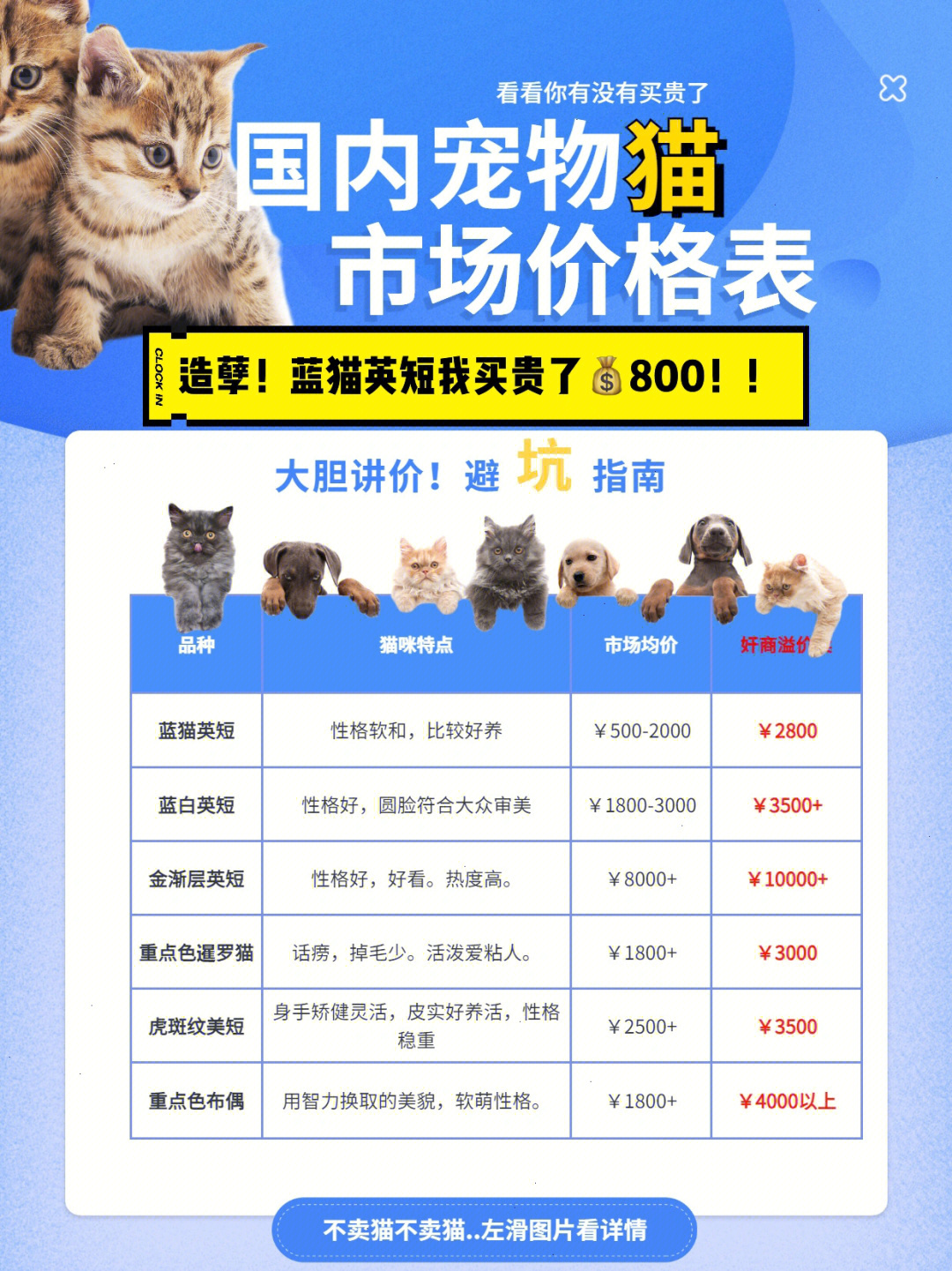 新手养猫别买贵了!宠物猫砍价参考收藏起来