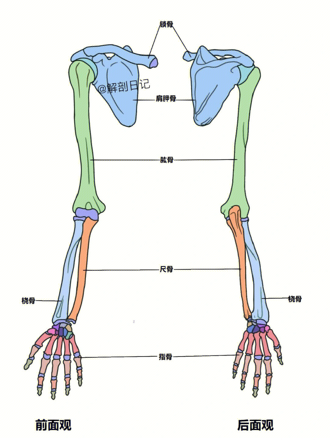 骨骼日记之上肢骨