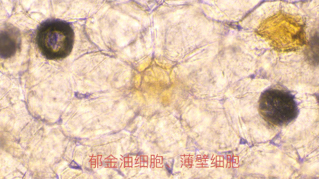 洋金花显微特征图图片