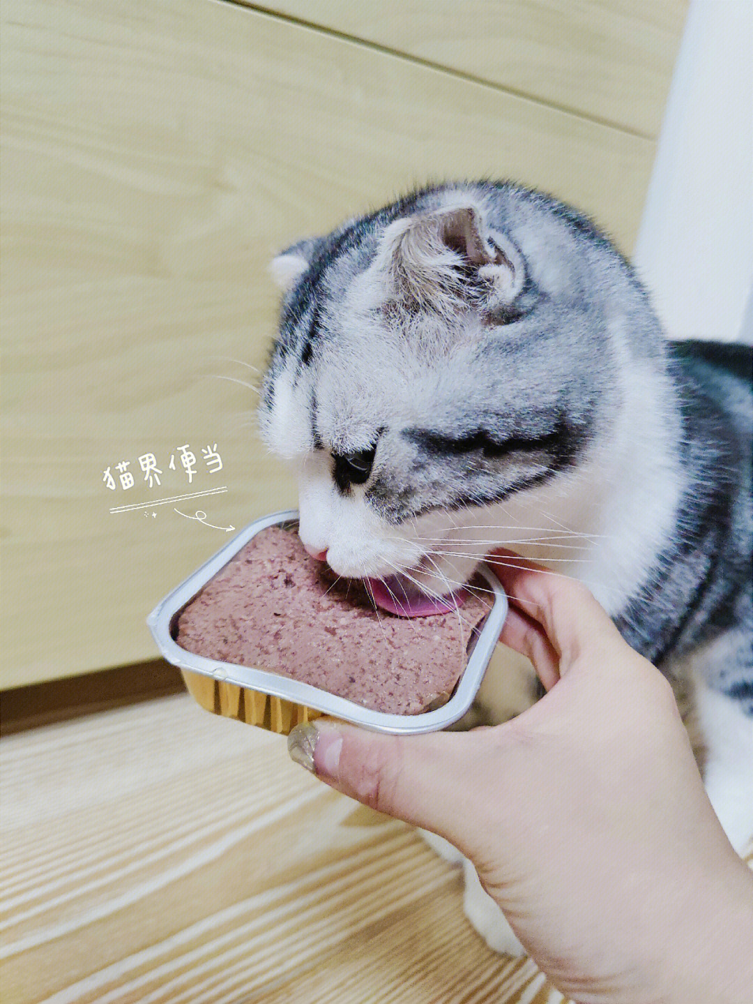 猫主子78猫界便当在此