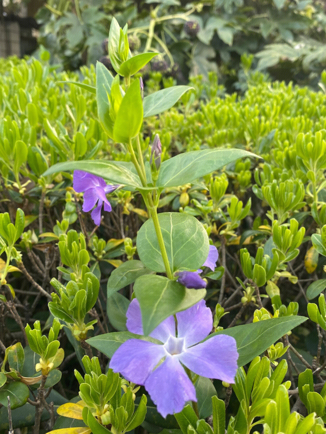 路边灌丛中冒头の蔓长春花