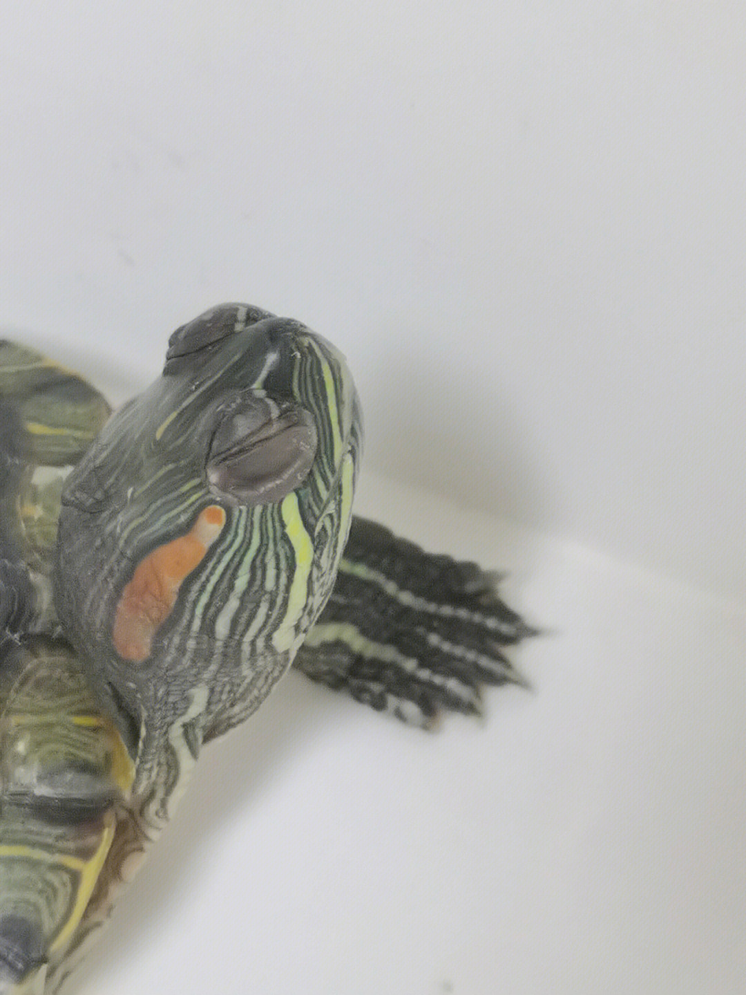 巴西龟白眼病晚期图片图片