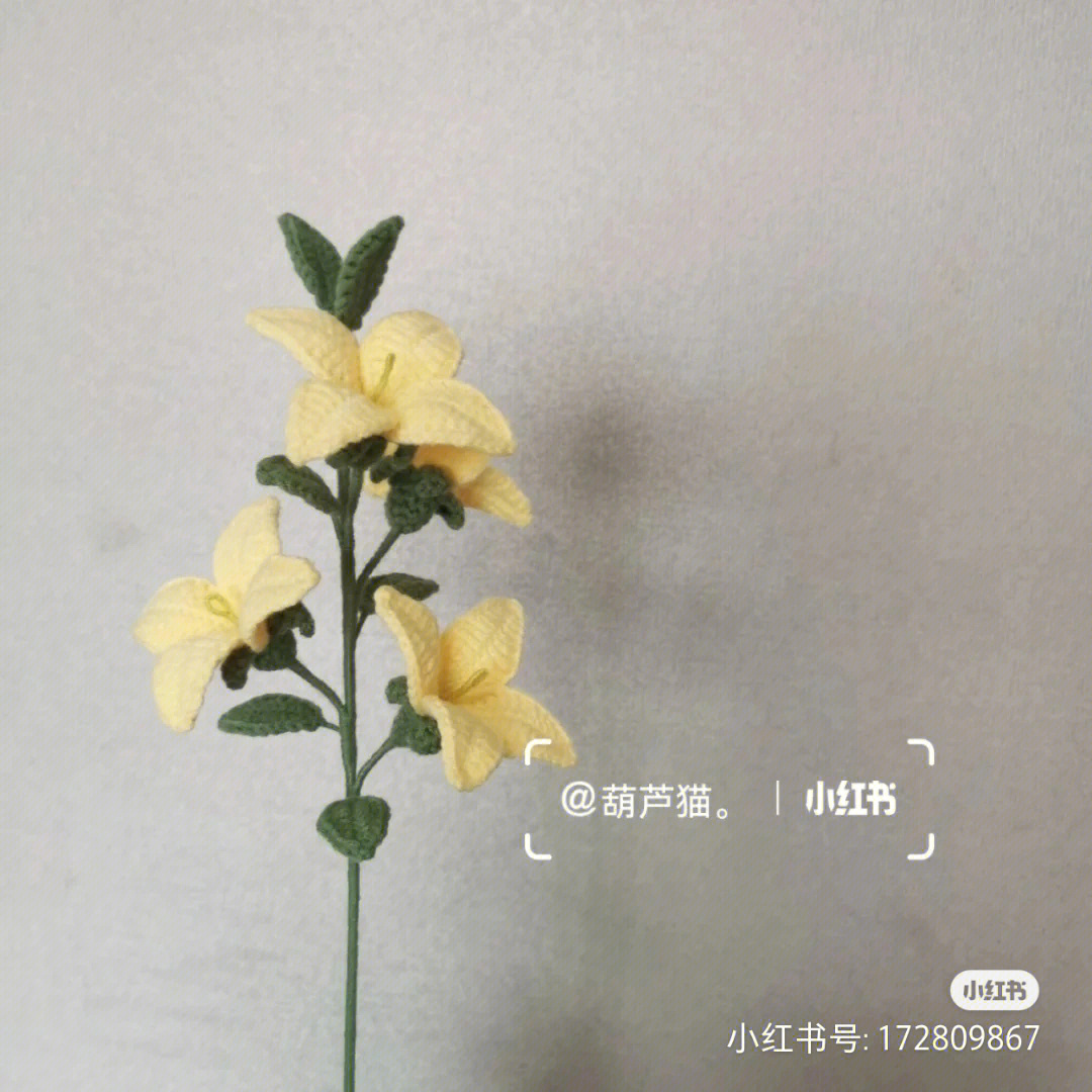 连翘花