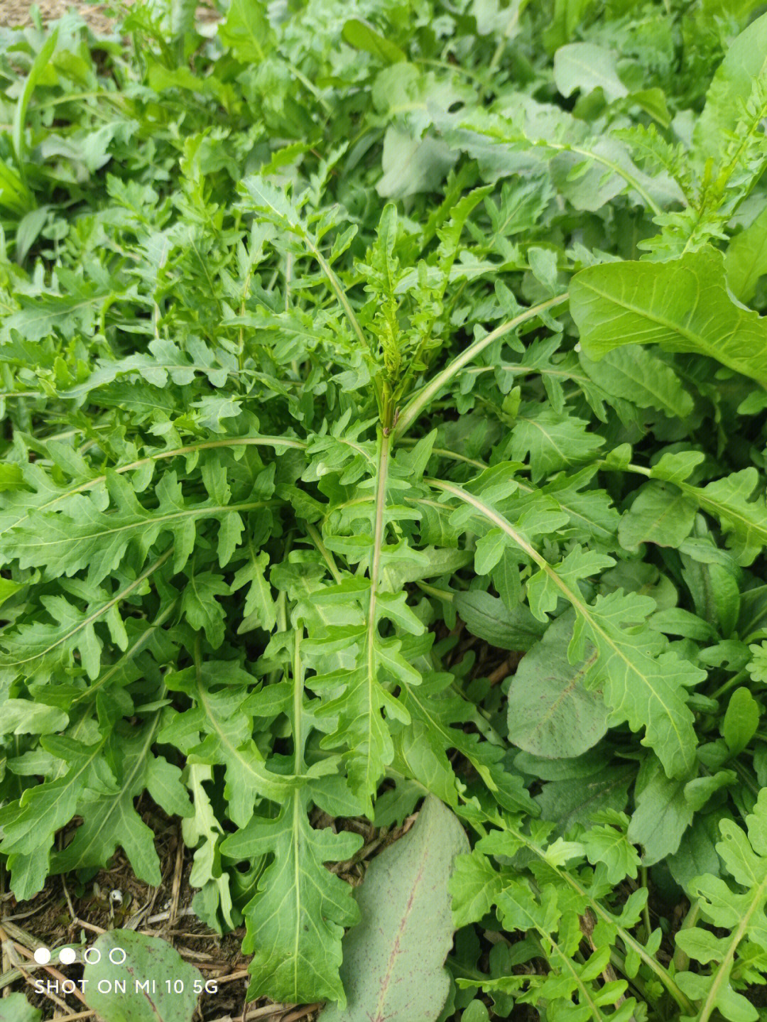 芥菜和荠菜的区别图片