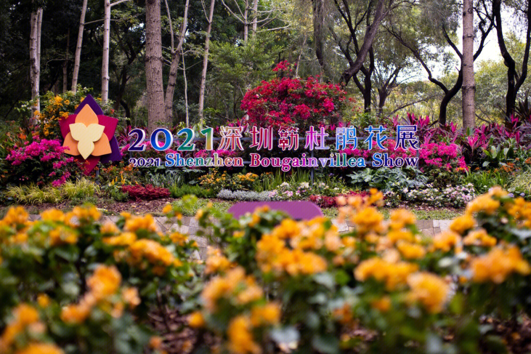 深圳花卉展2021图片