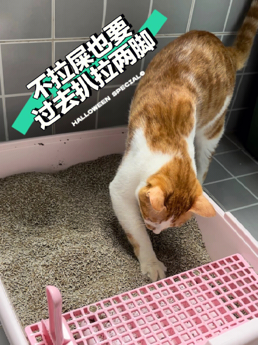 养猫人都看过来矿砂界的爱马仕02