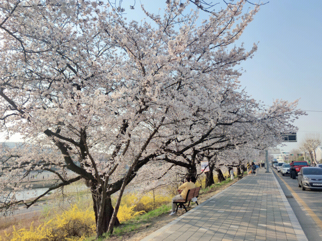 韩国樱花