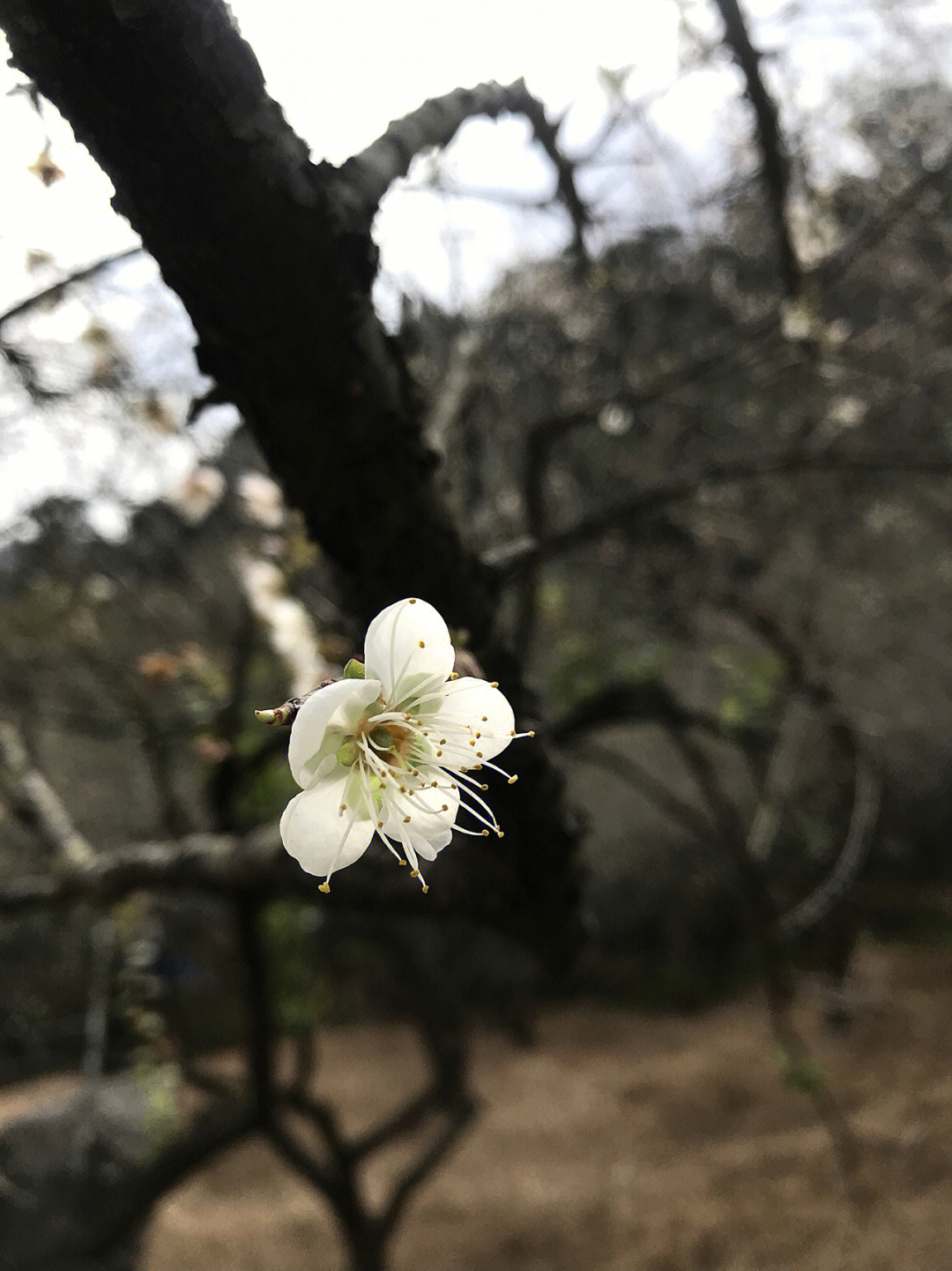 大沙梅园赏梅图片