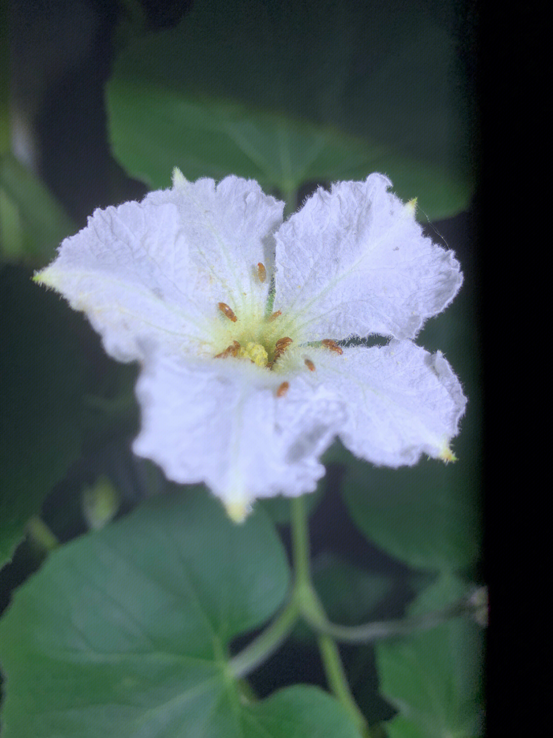 白天开晚上合的花图片图片