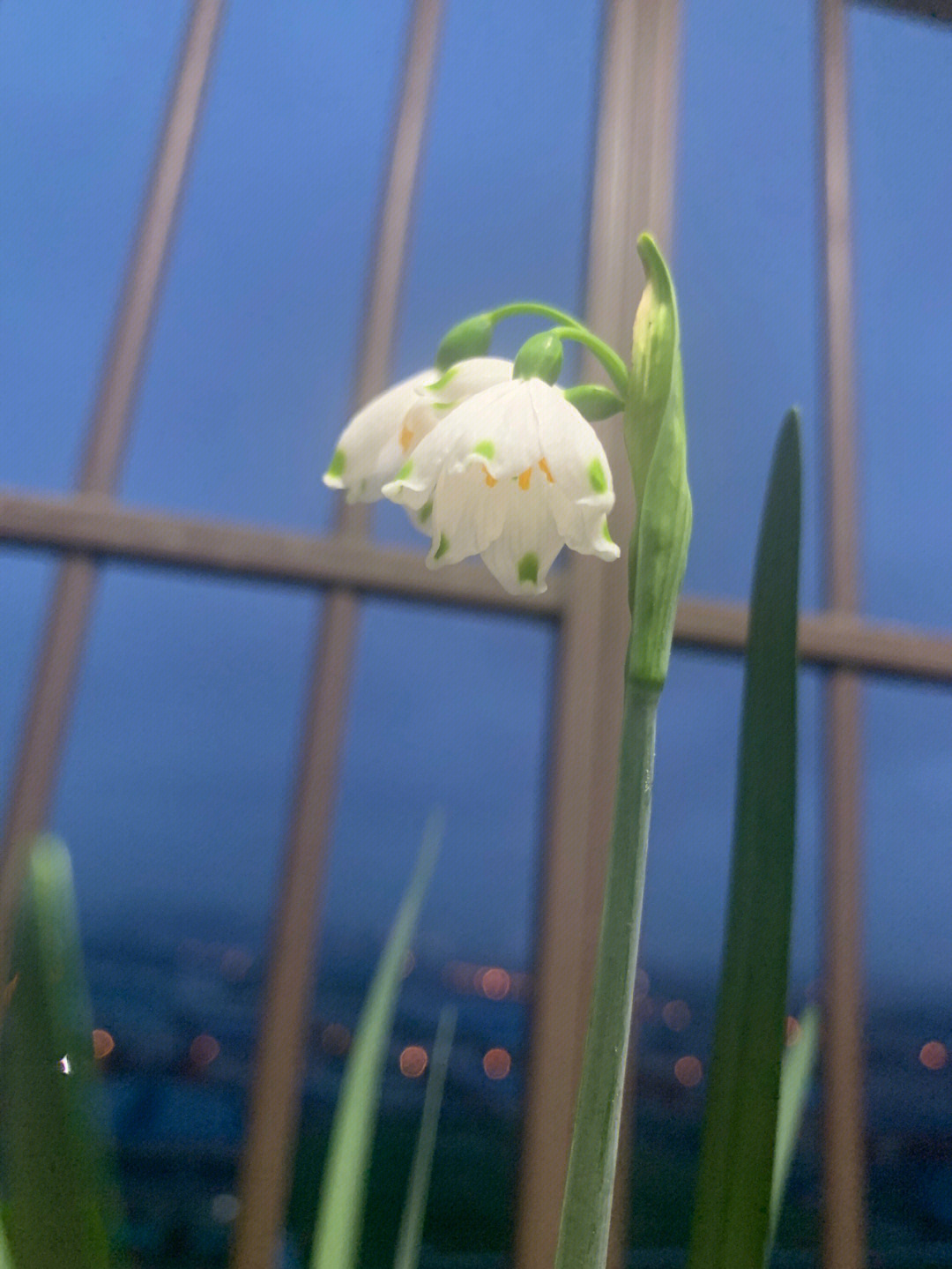 雪片莲开花了