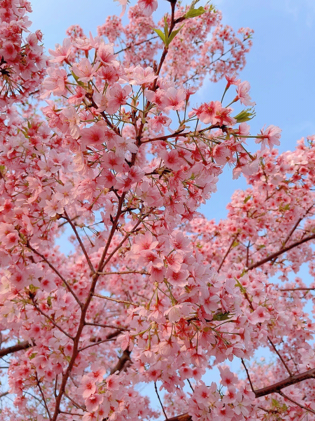 顾村公园樱花真的真出片