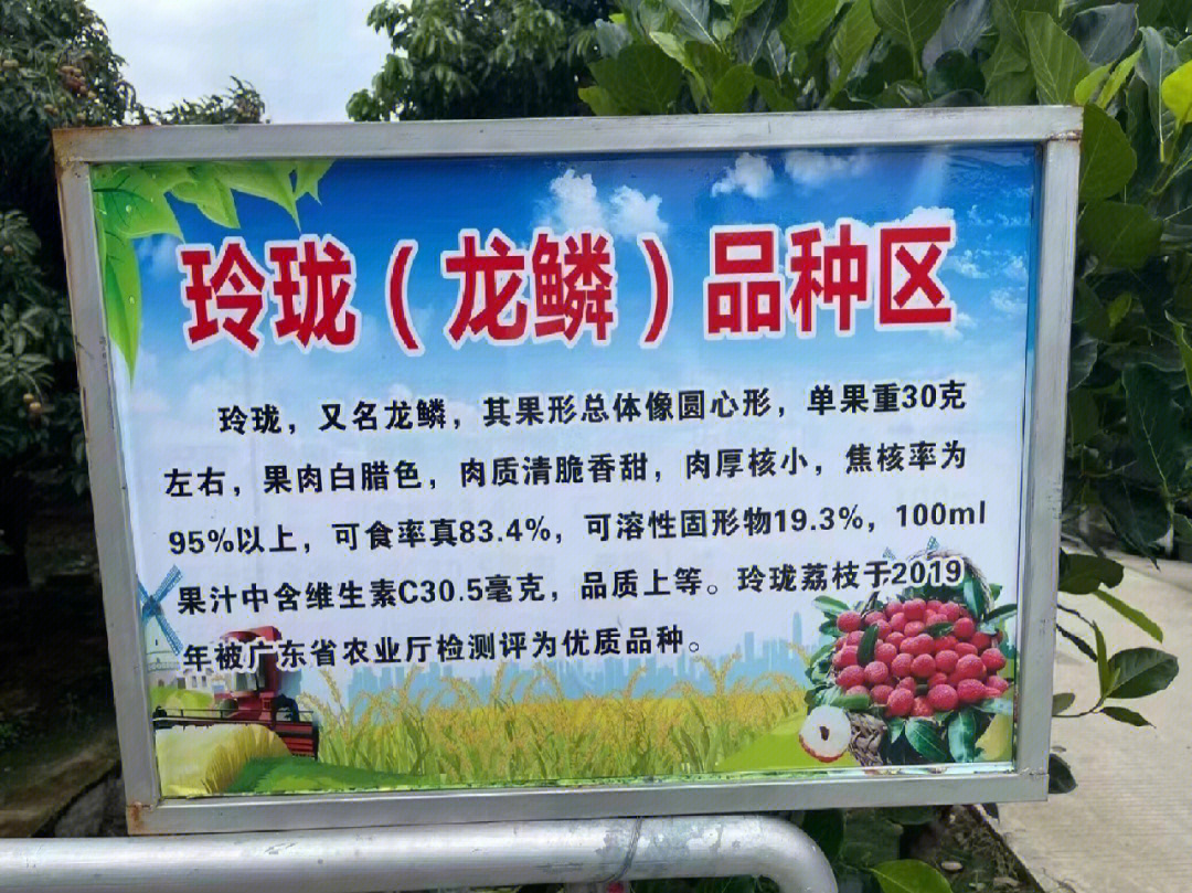 赤岗龙鳞荔枝一个少有人知的品种