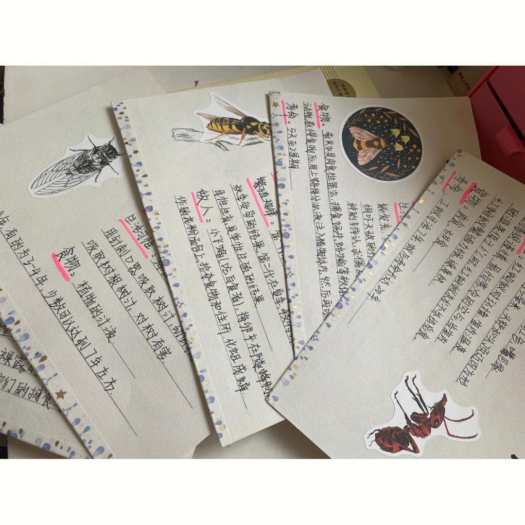 昆虫记之昆虫卡片假期作业