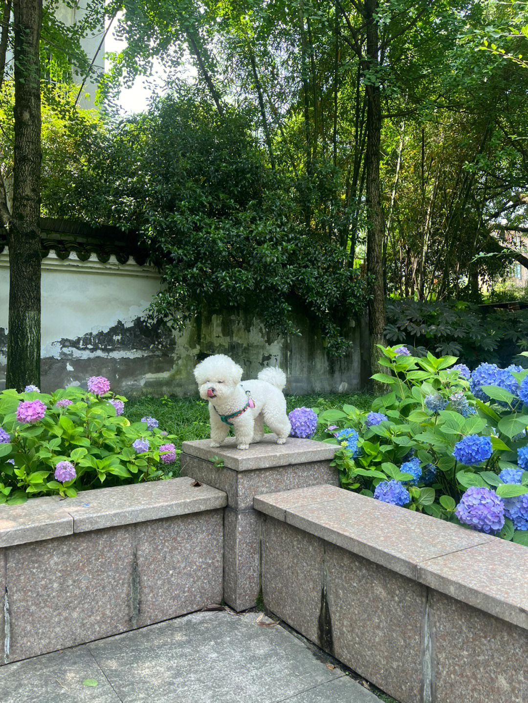 绣球犬长大后的图片图片