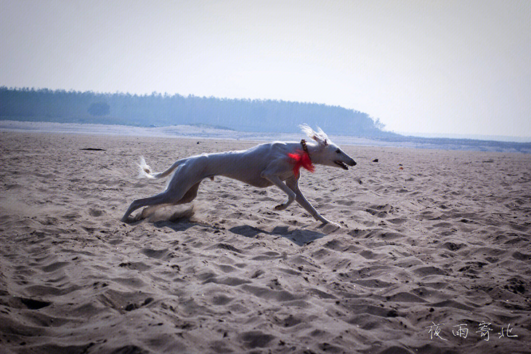 沙洲上奔跑跳跃的陕西细犬