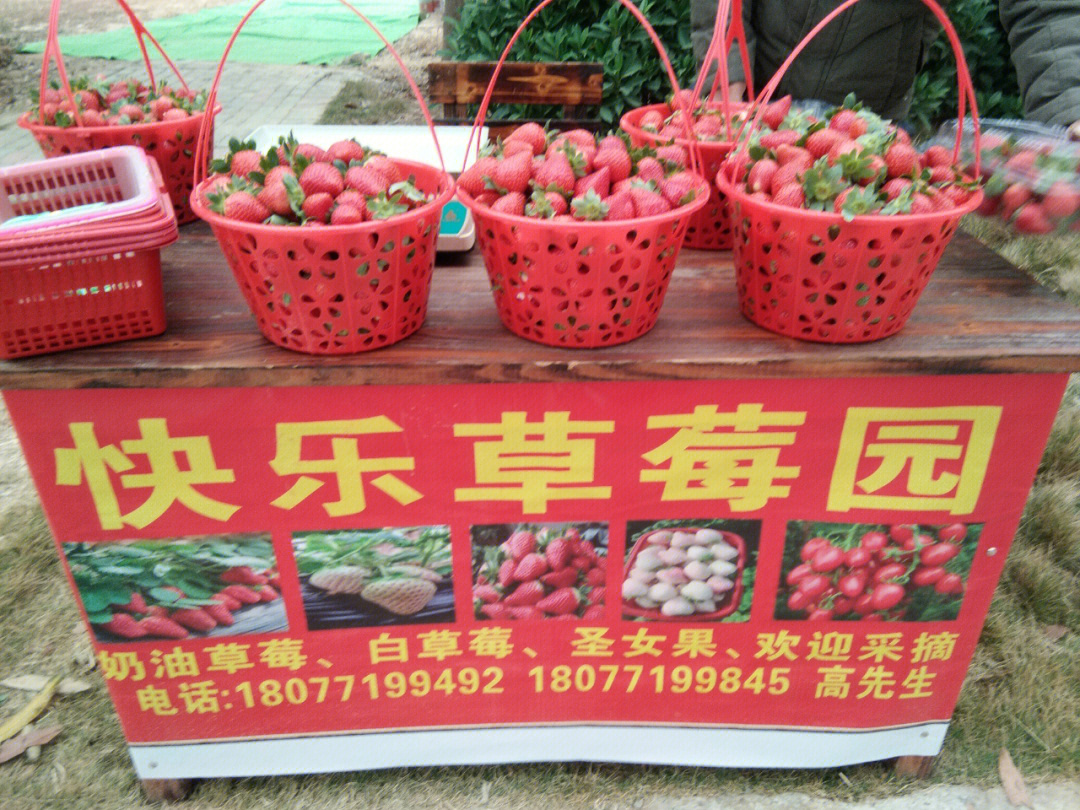 快乐草莓园特价奶油草莓30元一斤