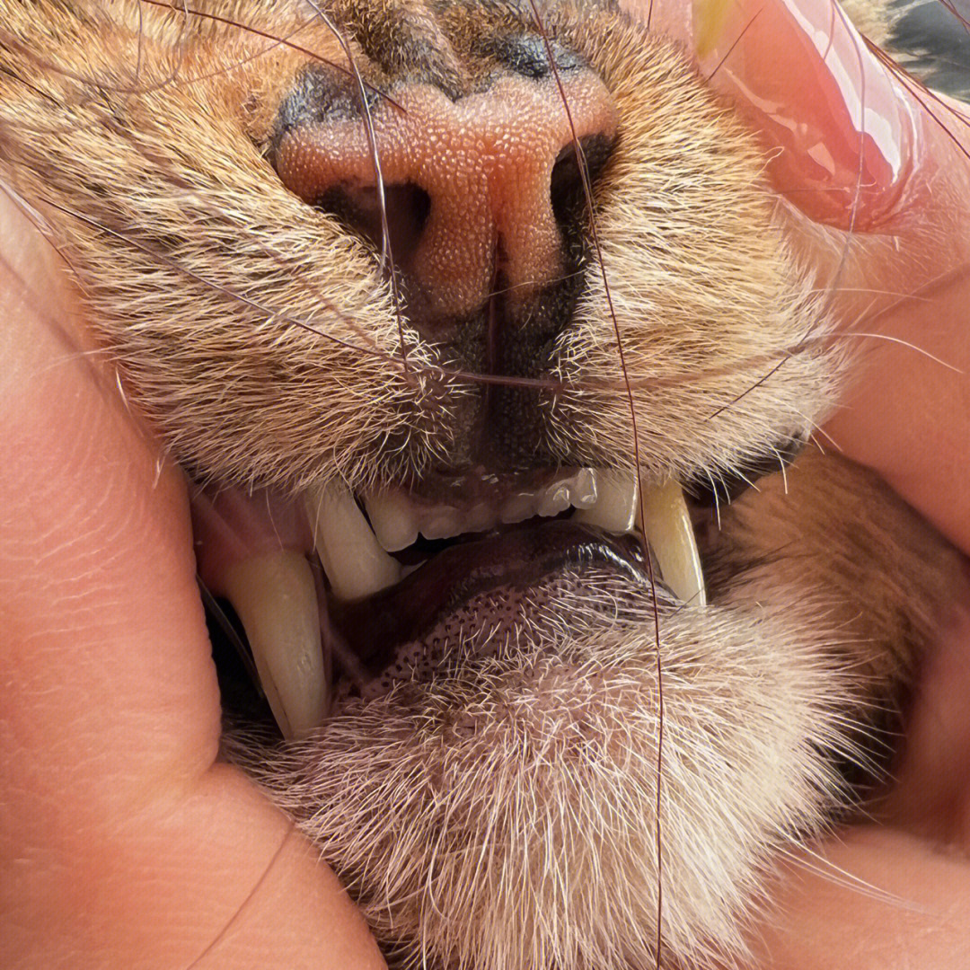 一岁猫咪的牙齿图片