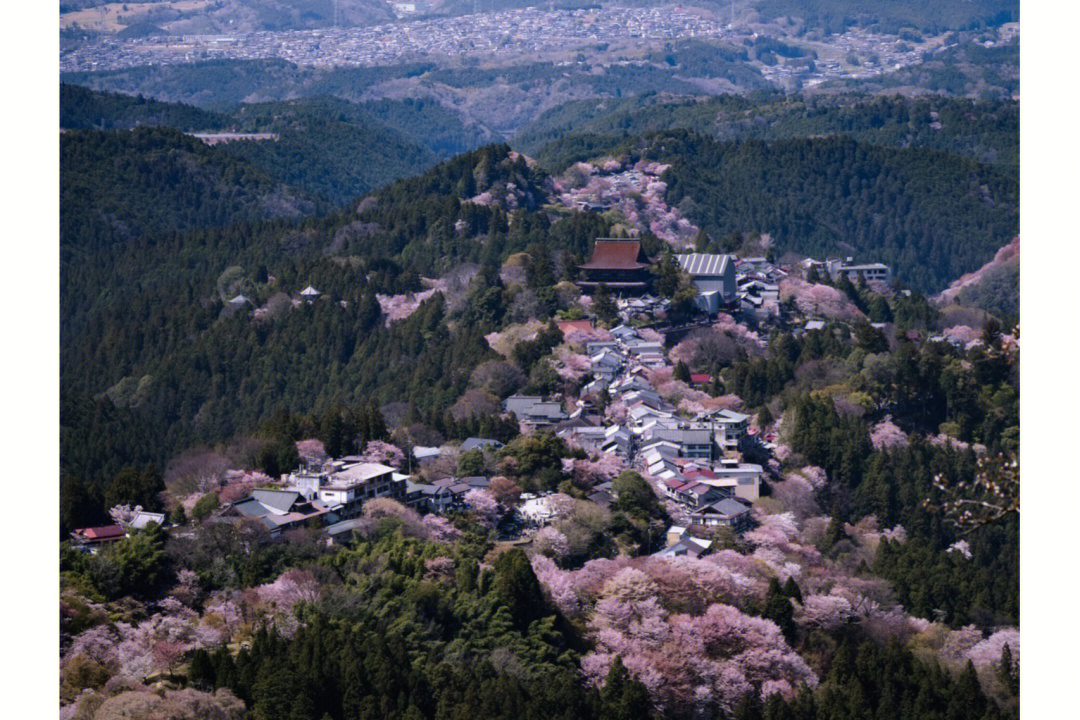 吉野山漫山遍野的樱花