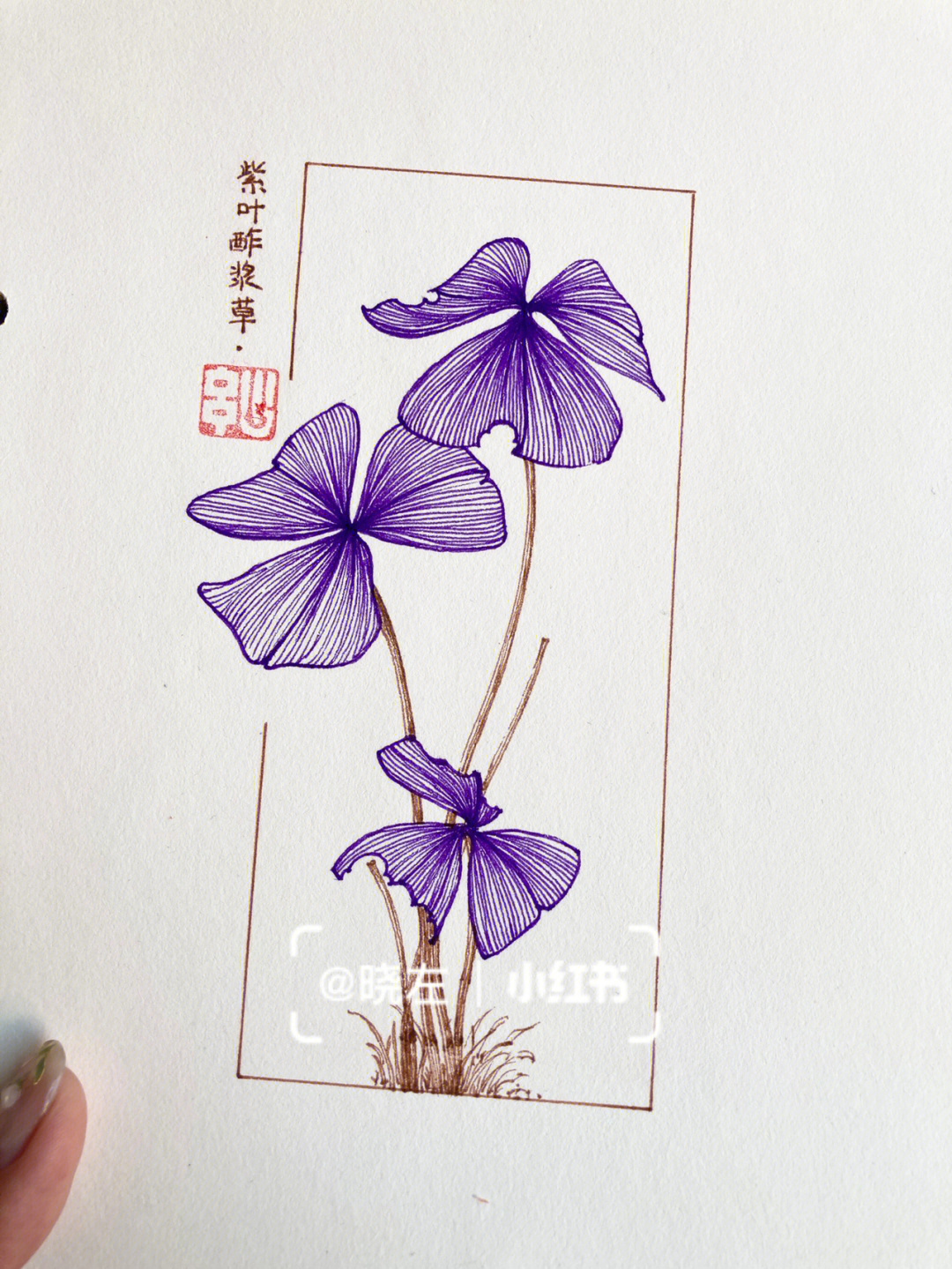 紫叶酢浆草简笔画图片