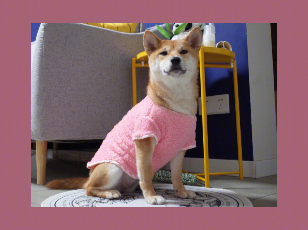柴犬肉垫粉色和黑色图片