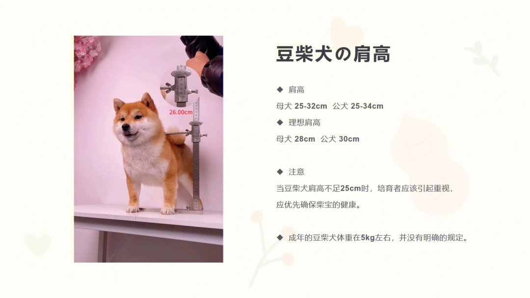 柴犬身长与月份对照表图片