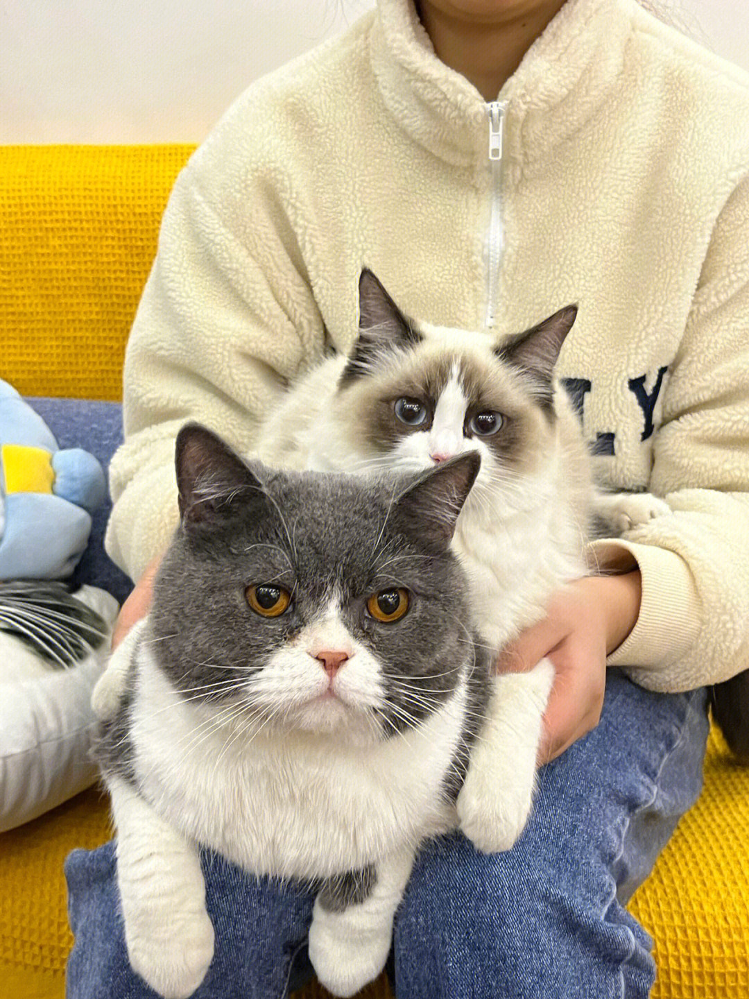 布偶猫跟英短生的孩子图片