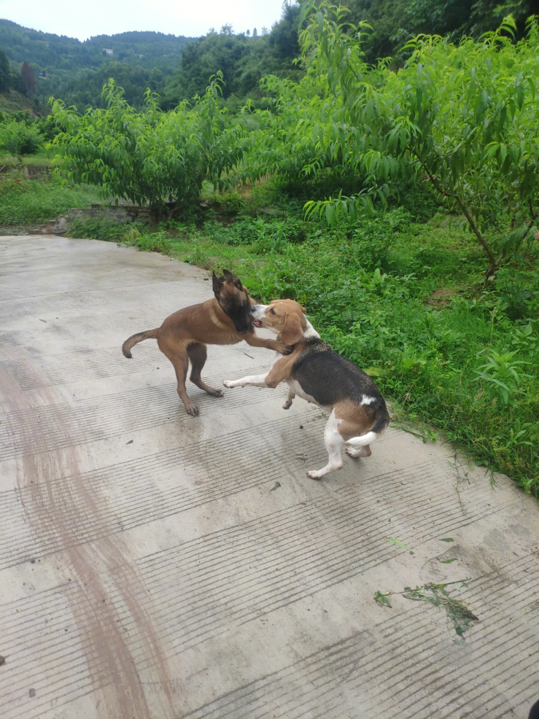 遭遇鸡血期的马犬