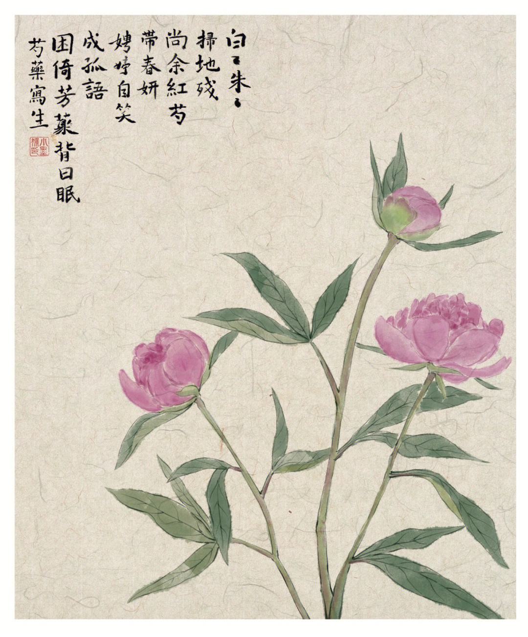 国画芍药花的画法图片