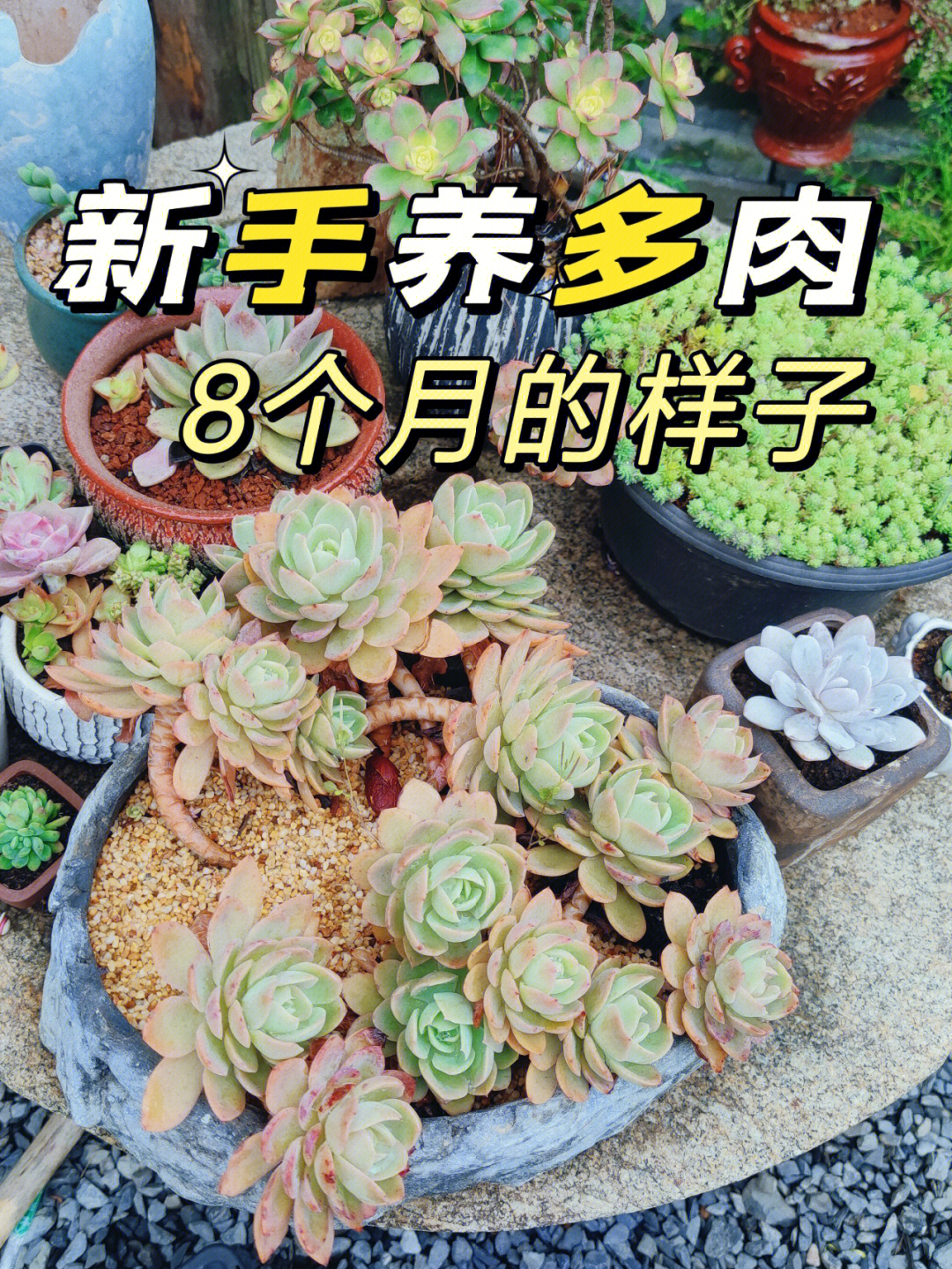 多肉植物一年一度换土换盆春光灿烂无限好