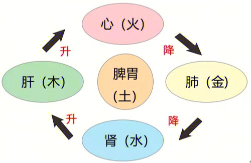 调理脾胃之后会有哪些改善大白话说中医