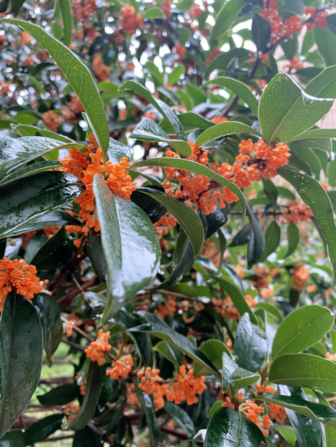 关于桂花关于秋天