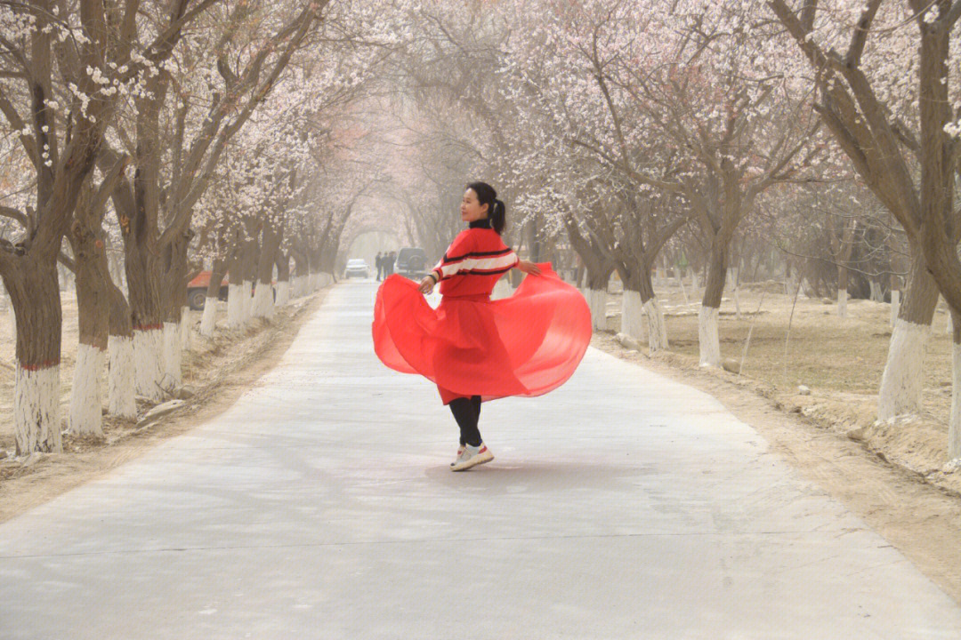 塔什库尔干 杏花图片