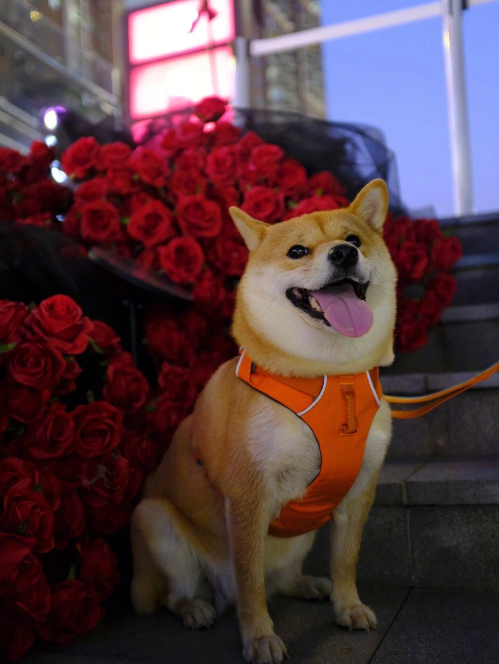 柴犬叼玫瑰图片