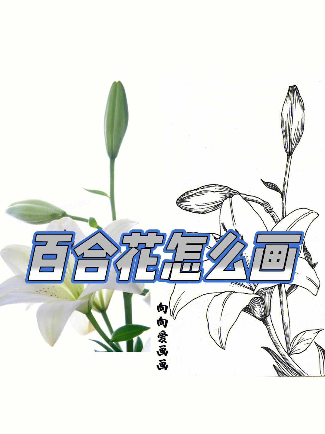 百合花简单画法步骤图图片