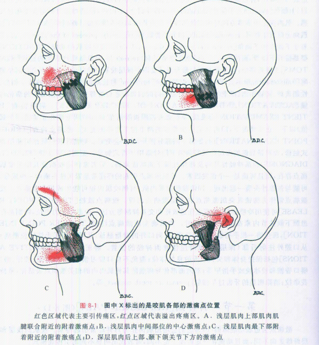 下颌舌隆突的位置图片图片