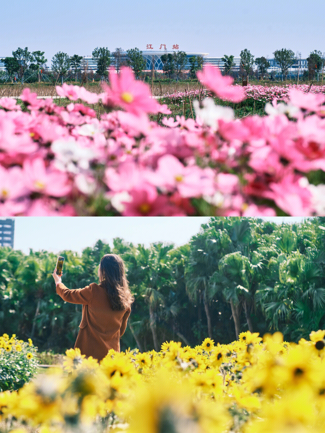 江门牡丹花生态园图片