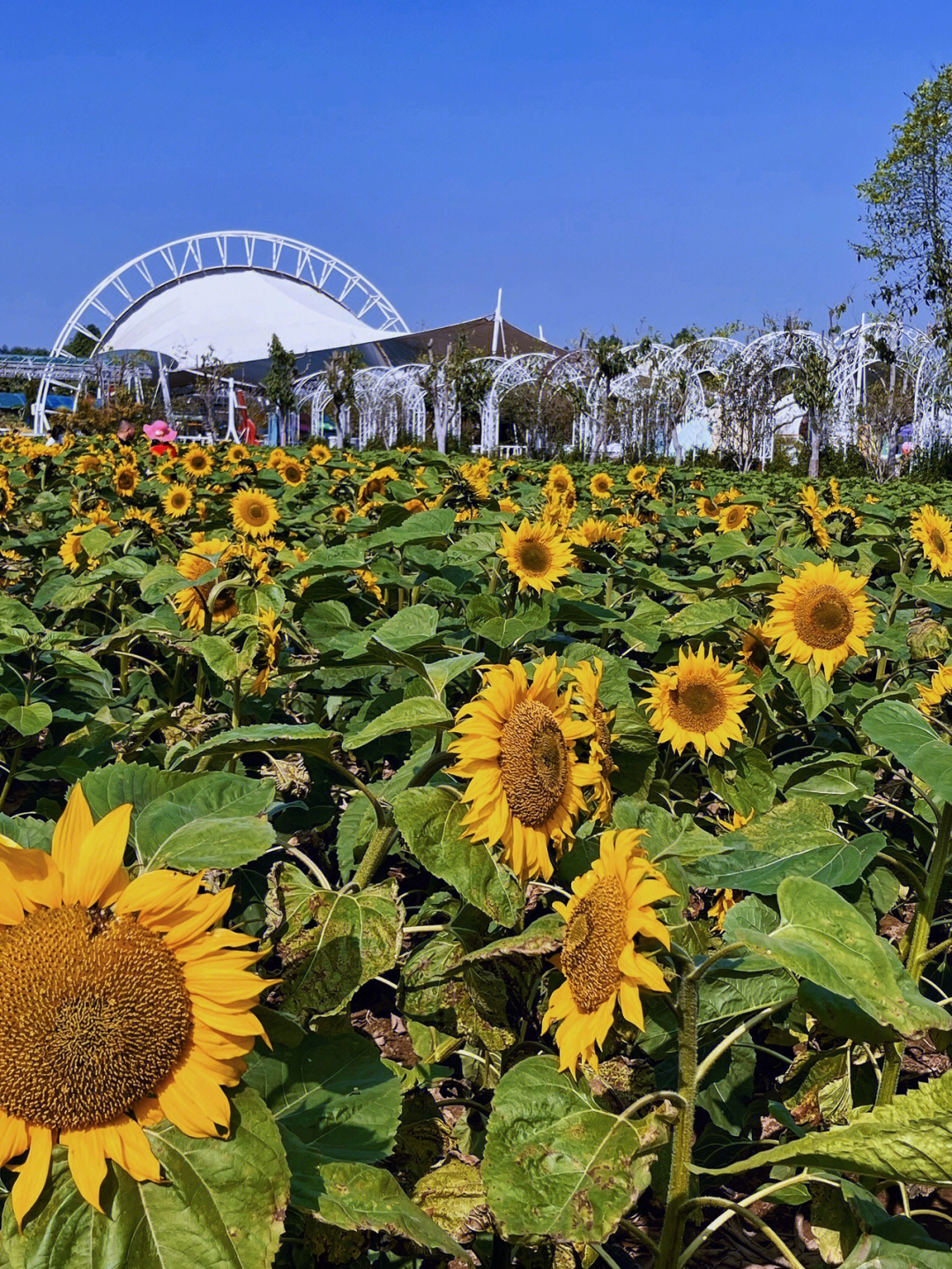 南沙百万葵园广州周末出游赏花拍照