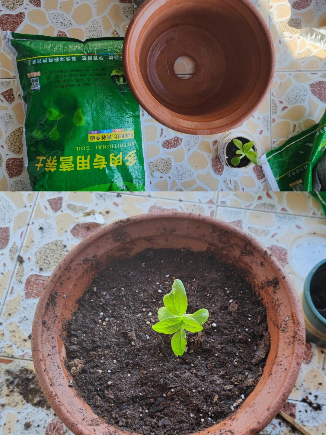 矮生向日葵情人节种植图片