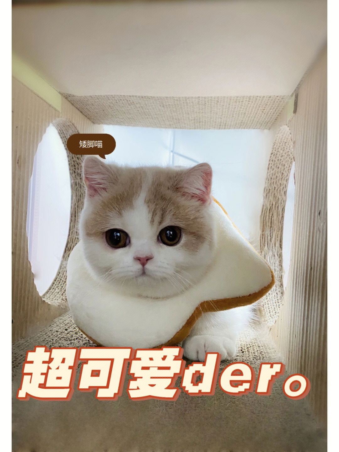 猫猫小可爱与唐猫庭院图片