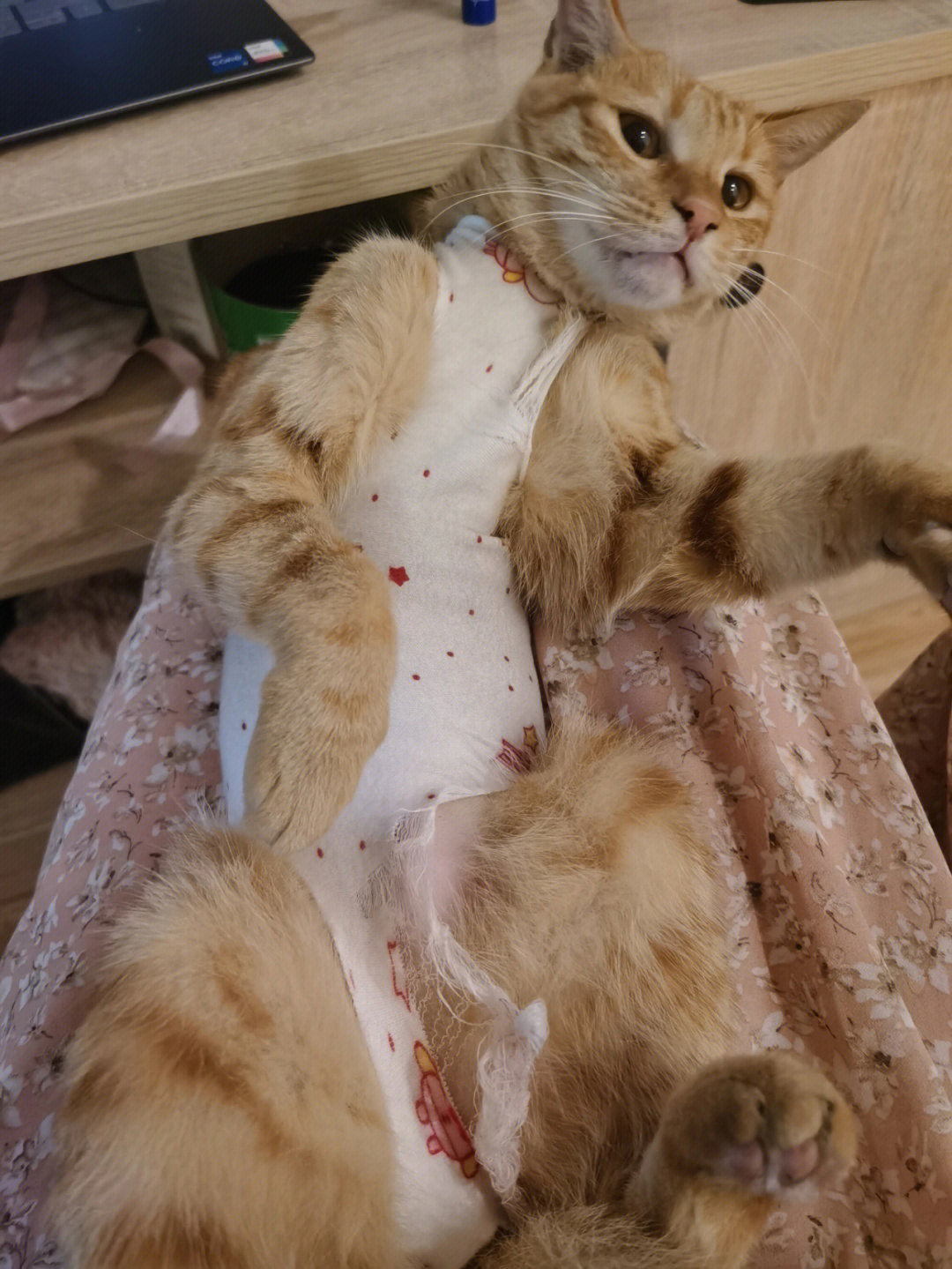 幸好医生绑的紧#我家宠物好可爱#猫咪日常#母猫绝育