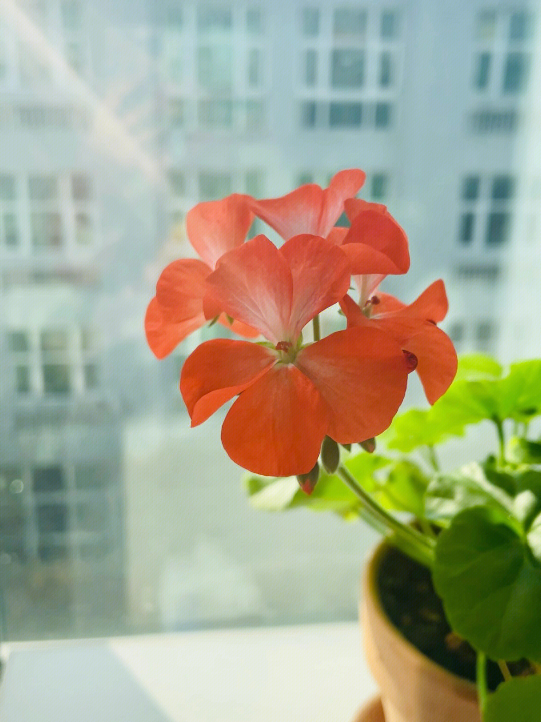 花花种草一定要来一颗橙黄双色天竺葵