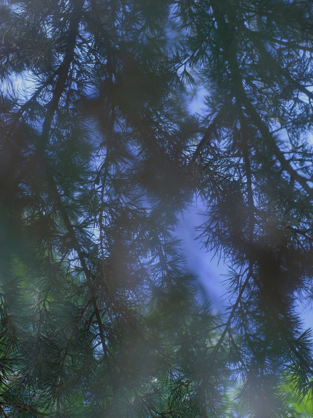 一眼望去,一片树的枝叶像迷茫的雾,像蓝色的云,也像透明的泡沫