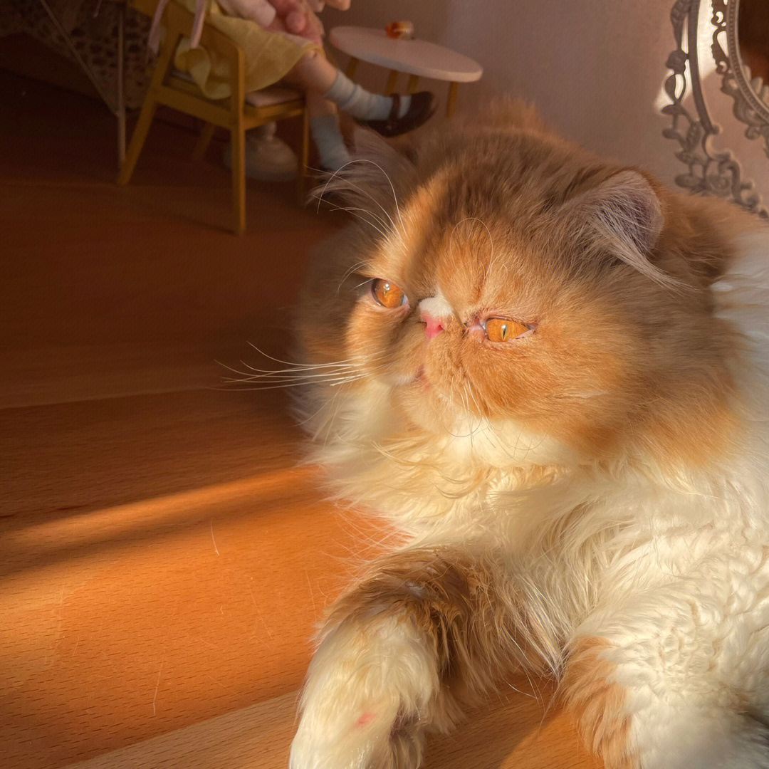 加菲猫日落图片