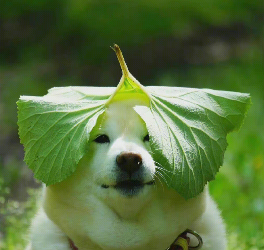 白菜狗原图图片