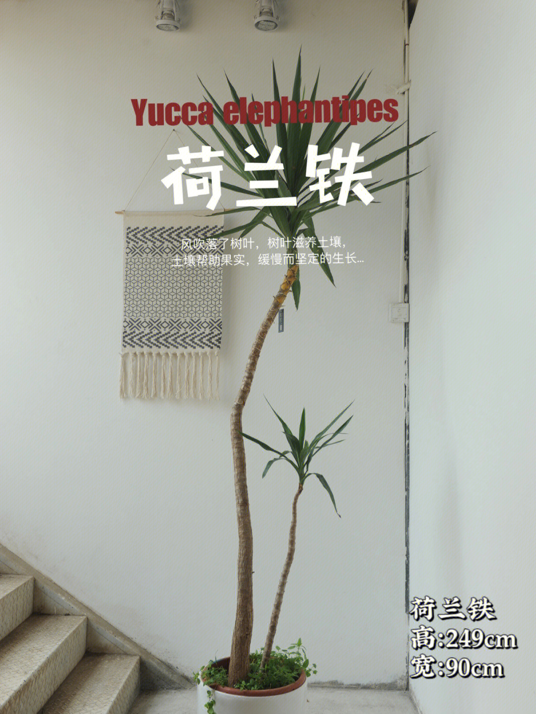 中文学名荷兰铁拉丁学名yucca elephantipes别名巨丝兰,象脚丝兰,无刺