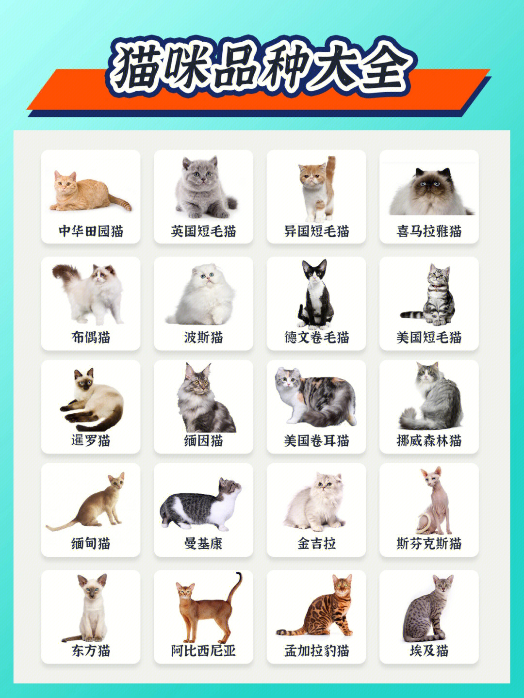 猫的品种排名图鉴图片