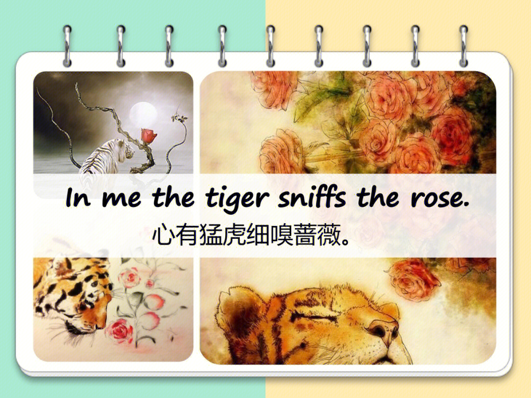 tiger sniffs the rose图片