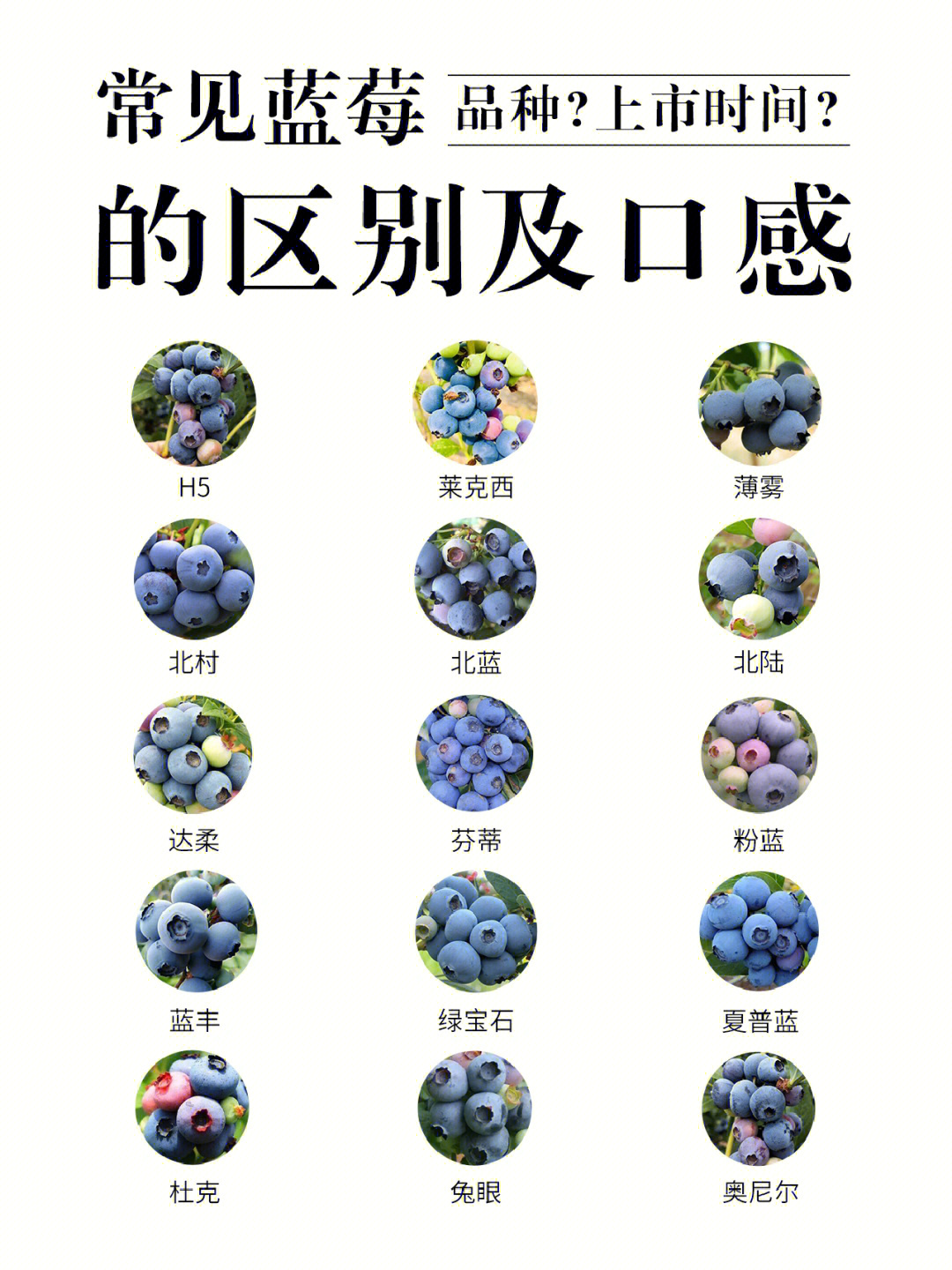 大果蓝金蓝莓品种特点图片
