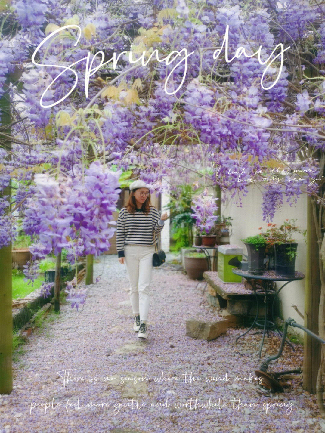 柳州最美的紫藤花园没有之一