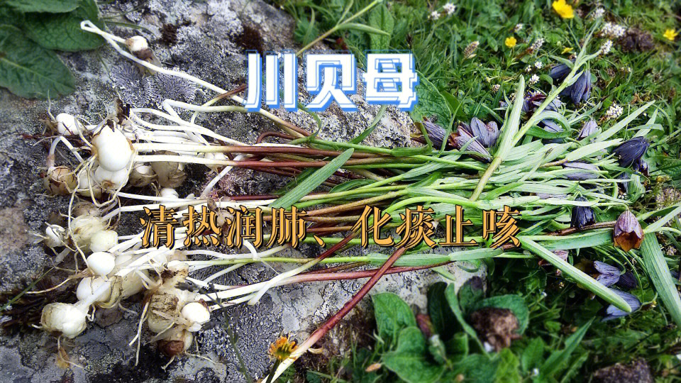 松贝原植物图片
